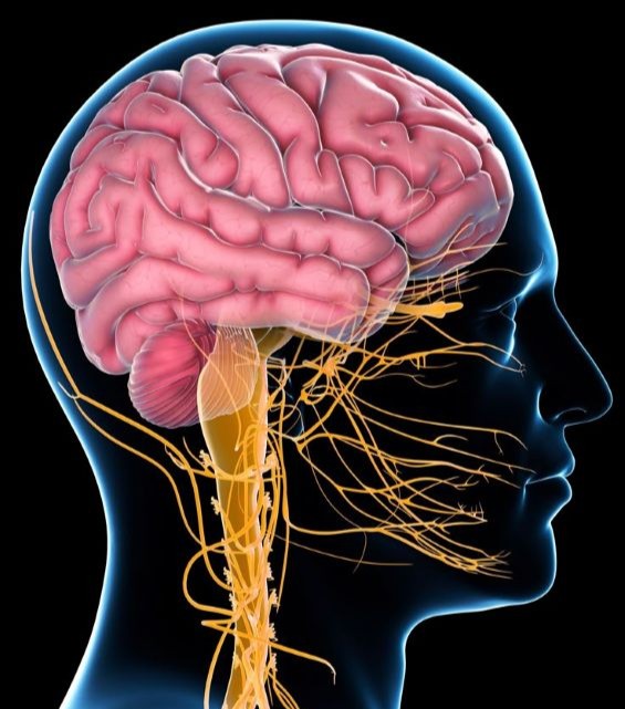 Neurologist in Nalasopara | Brain & Nervous System Care